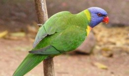 台湾网民爆料鹦鹉视频,揭秘鹦鹉的惊人智慧与趣味瞬间